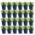 Green boutiQ - Perennial - Campanula persicifolia - Peach-leaved Bellflower - Bee and Butterfly Attractors - Blue - 24 Plants - Pot 11cm - Height 15-25cm Bild 1