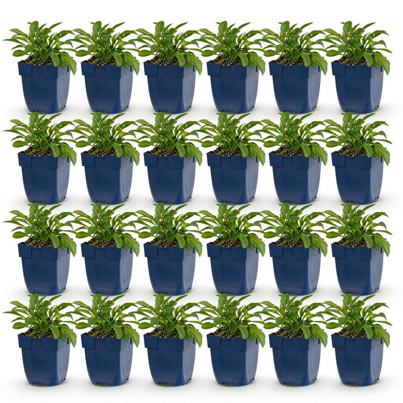 Green boutiQ - Perennial - Campanula persicifolia - Peach-leaved Bellflower - Bee and Butterfly Attractors - Blue - 24 Plants - Pot 11cm - Height 15-25cm