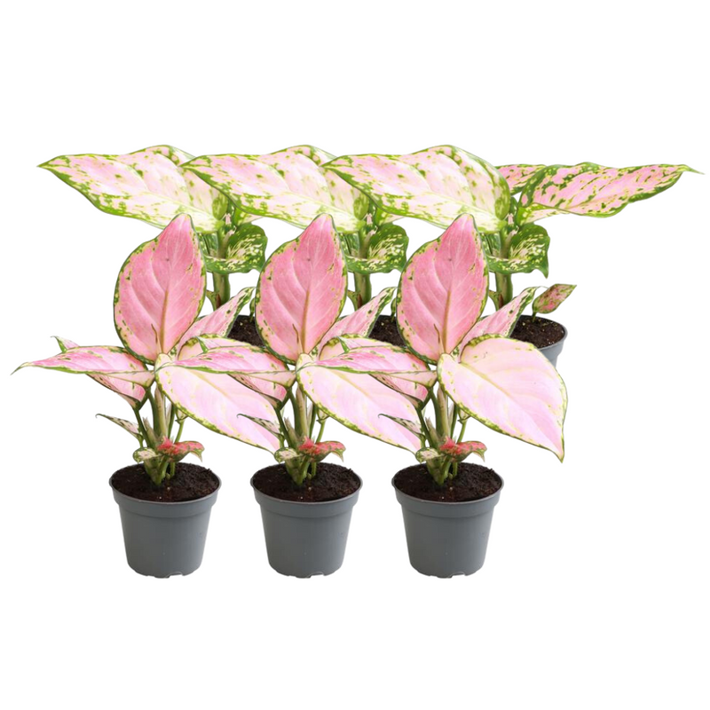 6er Aglaonema Spar-Set: Red Valentine & Red Zirkon