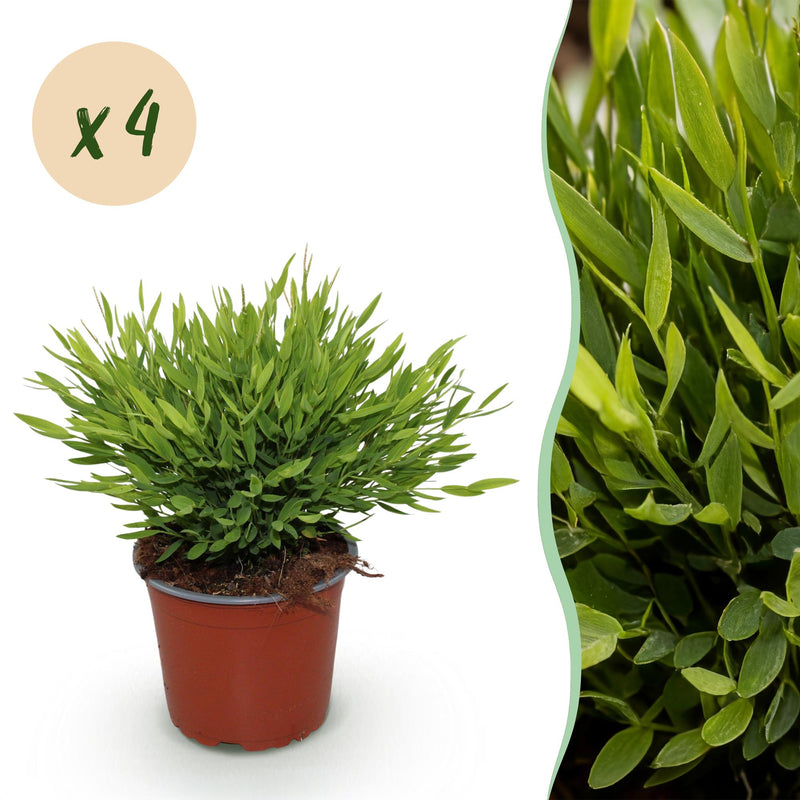Green boutiQ - Indoor Plant - Bamusa Pogonatherum Monica - Bamboo Grass - Pet Friendly - Green - 4 Plants - Pot 12cm - Height 30-35cm