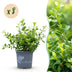 GreenboutiQ - Buxus Hecke 'Babylon Beauty' - 8 Pflanzen, 1m Bild 1