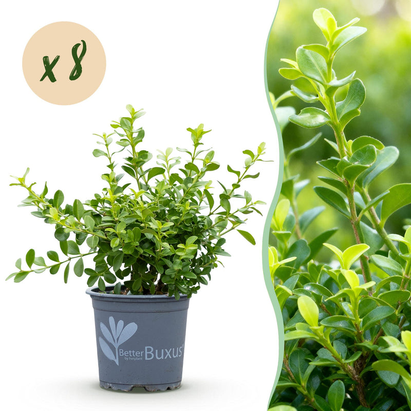 GreenboutiQ - Buxus Hecke 'Babylon Beauty' - 8 Pflanzen, 1m