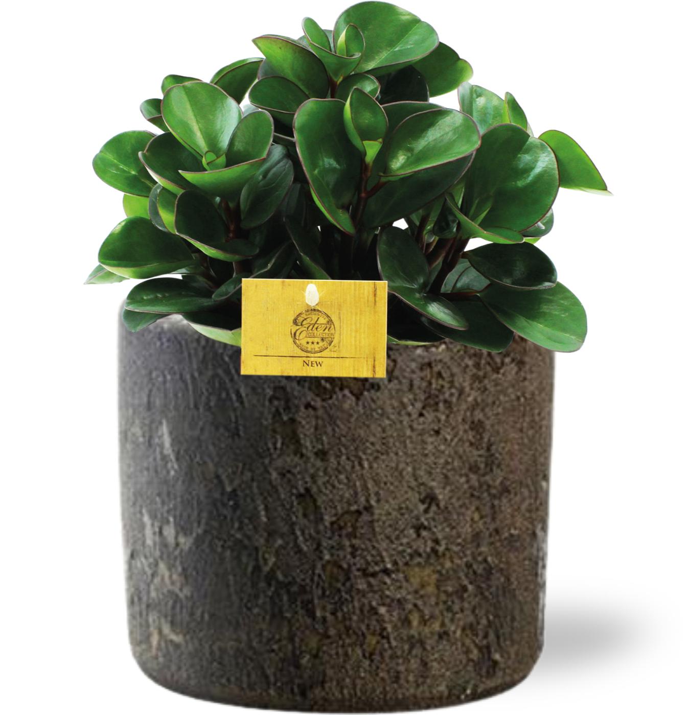 Peperomia Burning Bush - Ø15cm - ↕25cm + Maas Pot D16x14cm - Braun