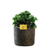 Peperomia Burning Bush im braunen Maas Topf Bild 1