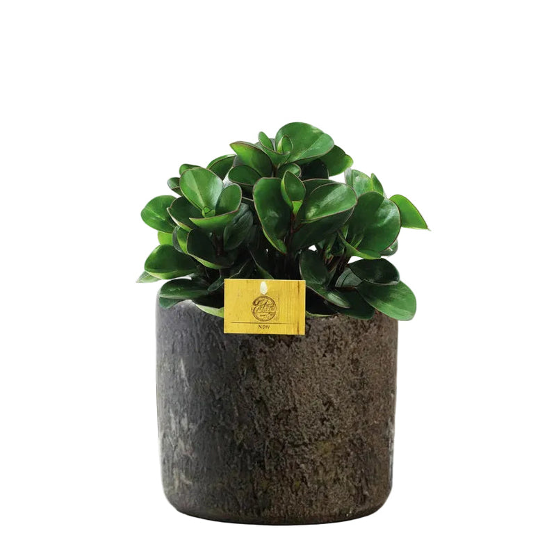 Peperomia Burning Bush im braunen Maas Topf