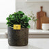Peperomia Burning Bush im braunen Maas Topf Bild 2
