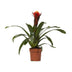 Guzmania Happiness – Ø12cm, 45cm hoch Bild 1