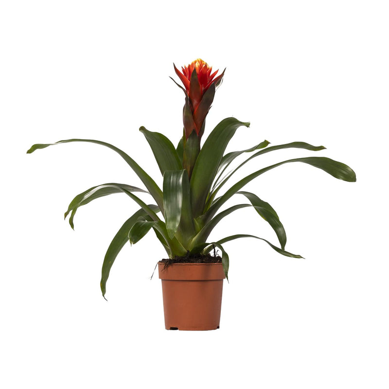 Guzmania Happiness – Ø12cm, 45cm hoch