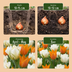 15x Tulpenzwiebeln Sunbath - Gelb-Weiß - Blütezeit April-Mai Bild 4