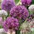 640x Zierlauch 'Bulb Garden' - Sommerblüher, Zwiebelgröße 10/12 Bild 1