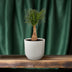 Beaucarnea Nolina (Elephant's Foot) Ø19cm, 60cm - Air-purifying houseplant Bild 3