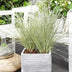 Lomandra longifolia 'White Sands' Ø19cm - 40cm Bild 3