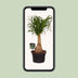 Beaucarnea Nolina (Elephant's Foot) Ø19cm, 60cm - Air-purifying houseplant Bild 5