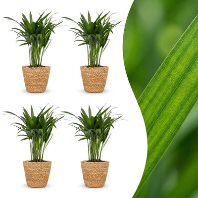 Green boutiQ - Areca Lutescens - Goldfruchtpalme - 4 Pflanzen - mit Korb - Topf 12cm - Höhe - 45cm