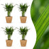 Green boutiQ - Areca Lutescens - Goldfruchtpalme - 4 Pflanzen - mit Korb - Topf 12cm - Höhe - 45cm Bild 1