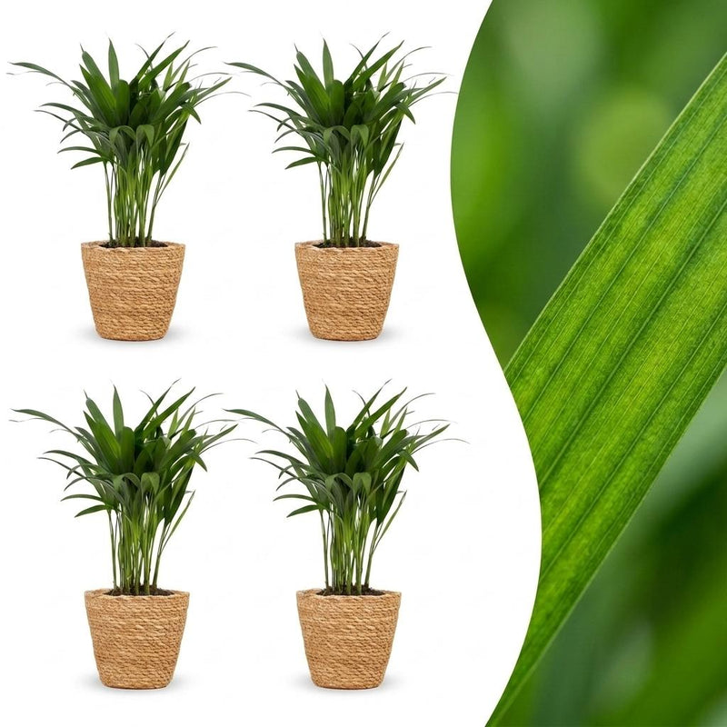 Green boutiQ - Areca Lutescens - Goldfruchtpalme - 4 Pflanzen - mit Korb - Topf 12cm - Höhe - 45cm