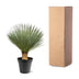 Yucca Rostrata Blaue Palmlilie, 100-120cm, 40cm Topf Bild 4
