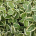 48x Vinca major 'Variegata' - Bunter Bodendecker, 10-25cm hoch Bild 5