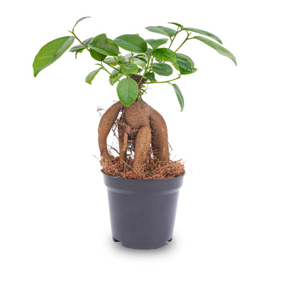 Ficus microcarpa Ginseng Bonsai - Topfgröße 9 cm
