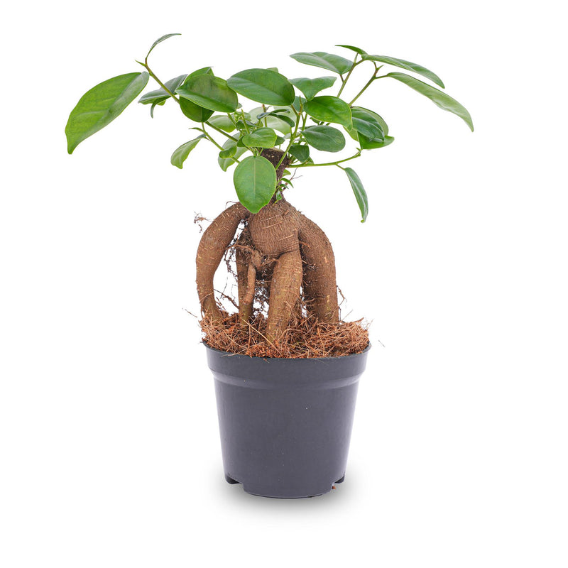 Ficus microcarpa Ginseng Bonsai - Topfgröße 9 cm