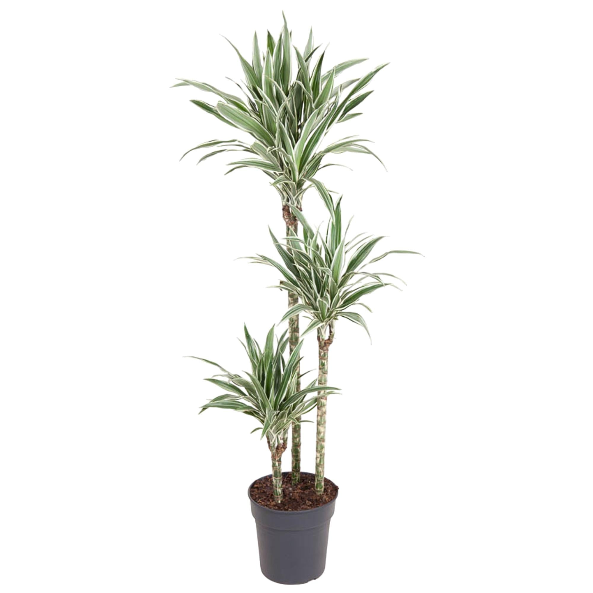 Dracaena surculosa