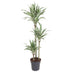 Dracaena White Stripe, 150cm, Ø24cm Topf Bild 1