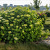 Hydrangea arborescens FlowerWOW: Winter-hardy Hydrangea, set of 3, 14cm pot Bild 6