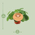 Pilea Peperomioides (Ø12cm, ↕20cm) – Trendige Zimmerpflanze Bild 2