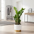 ZZ-Pflanze (Zamioculcas Zamiifolia) - Ø12cm - ↕40cm Bild 3