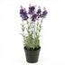 Künstlicher Lavendel im Topf, violett, 28 cm Bild 1
