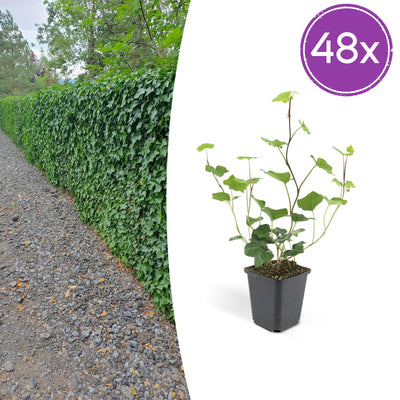 48x Irische Efeu (Hedera Hibernica) - 10-25cm - Ø9cm