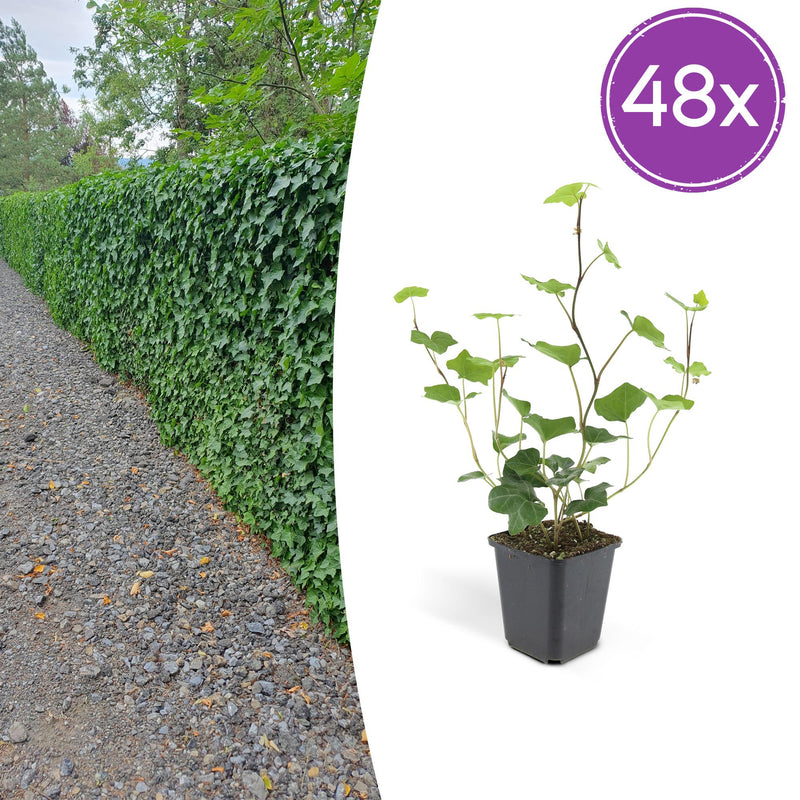 48x Irish Ivy (Hedera Hibernica) - 10-25cm - Ø9cm