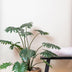 Künstliche Philodendron Pflanze, 105 cm – Grüner Blickfang für Ihr Zuhause Bild 4
