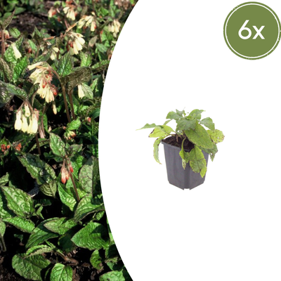 6x Beinwell (Symphytum grandiflorum), 10-25cm, Ø9cm