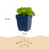Green boutiQ - Perennials - Alchemilla mollis - Lady's Mantle - Groundcover - Yellow - 6 Plants - Pot 11cm - Height 15-25cm Bild 3