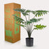 Künstliche Philodendron Pflanze, 60 cm – Natürliche Deko für Ihr Zuhause Bild 6