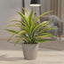 Dracaena Fragrans Lemon Lime Drachenbaum - Zimmerpflanze 40cm Bild 3