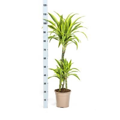 Dracaena Deremensis Lemon Lime, 90-110cm, Ø21cm Topf, mit Korb