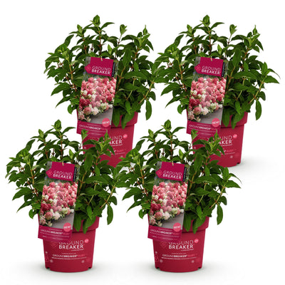 Rispenhortensie Groundbreaker Ruby, winterhart, rot, 4 Pflanzen
