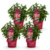 Panicle Hydrangea Groundbreaker Ruby, winter hardy, red, 4 plants Bild 2