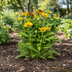 Rudbeckia Summerina Ø19cm - 45-60cm Höhe: Lebhafte Blütenpracht für Ihren Garten Bild 4