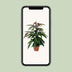 Ficus Binnendijkii 'Amstel King' P17 - 75cm - Elegant Houseplant Bild 6