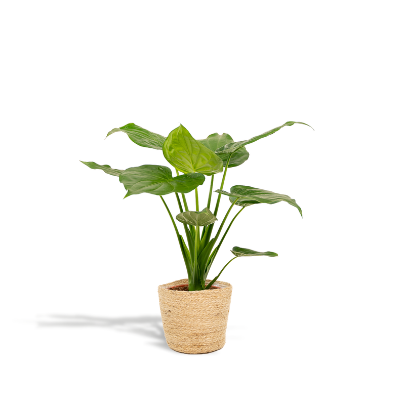 Alocasia Cucullata - Ø19cm - ↕65cm + Selin Basket
