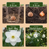30x Weiße Narzissen Zwiebeln - Botanische Weiße Mischung Frühlingsblüher Bild 4