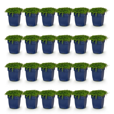 Green boutiQ - Stauden - Isotoma fluviatilis - Sternblume - Steingartenpflanzen - Hellblau - 1 Pflanze - Topf 11cm - Höhe 15-25cm