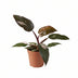 Philodendron Burgundy Princess, Ø12cm pot, approx. 25cm high Bild 2