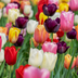 15 Beutel Tulpenzwiebeln: 300 Zwiebeln für ein Blütenmeer! Bild 2