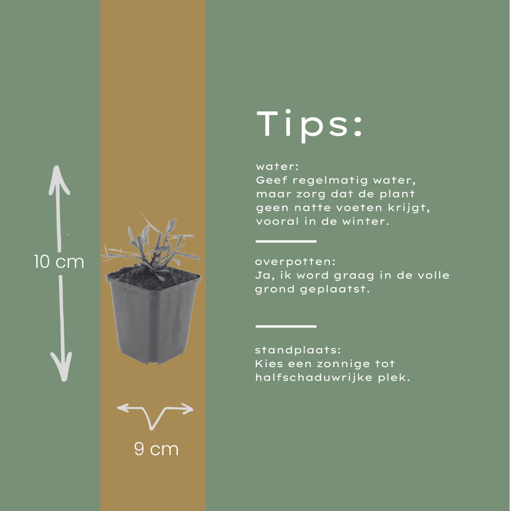 12x Gaura 'Whirling Butterflies' | Prachtkerze, 10-25cm hoch, Ø9cm Topf