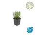 60x Lavendel 'Munstead' - 10-25cm - Ø9cm - Winterhart & Duftend Bild 2