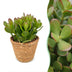 Crassula Ovata - Geldbaum - Grün - Sukkulente/Kaktus - incl. mand - Ø12cm Bild 1